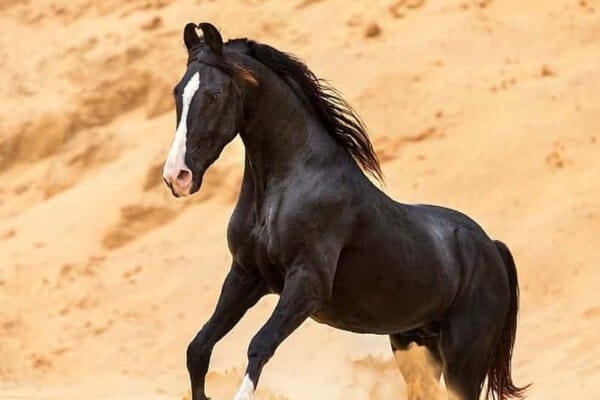 8 Things you didn’t know about the Marwari Horse