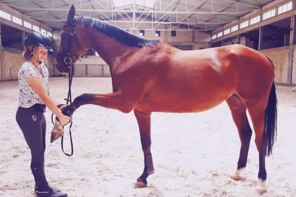 6 essential ground manners every horse should have