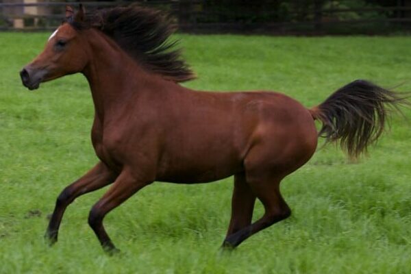 The 5 Fastest Horse Breeds in the World