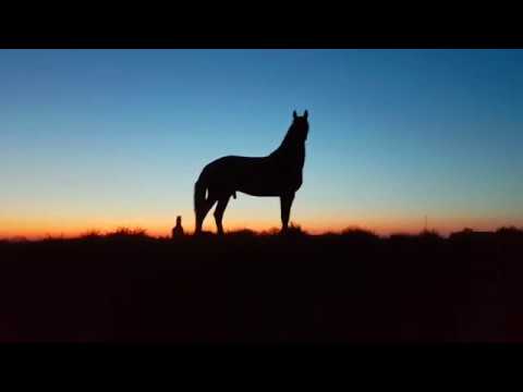 horse dusk