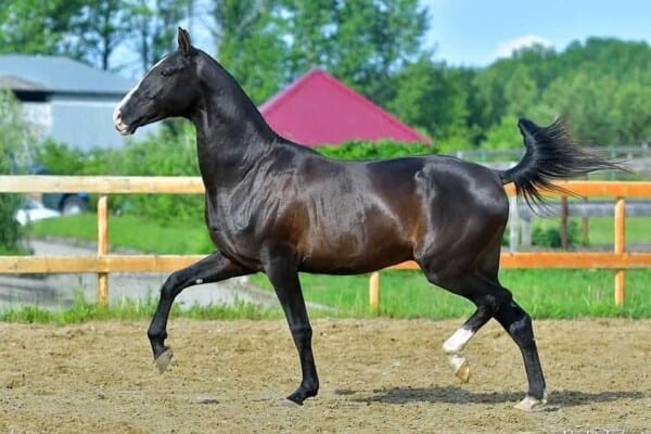8 Facts about the Akhal Teke Horse