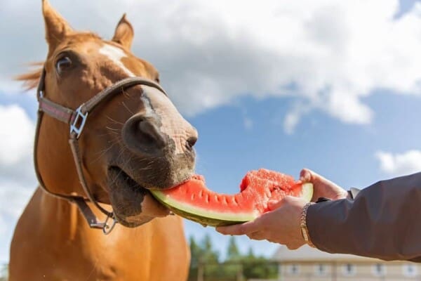 8 Healthy Horse Treats that your horse will love