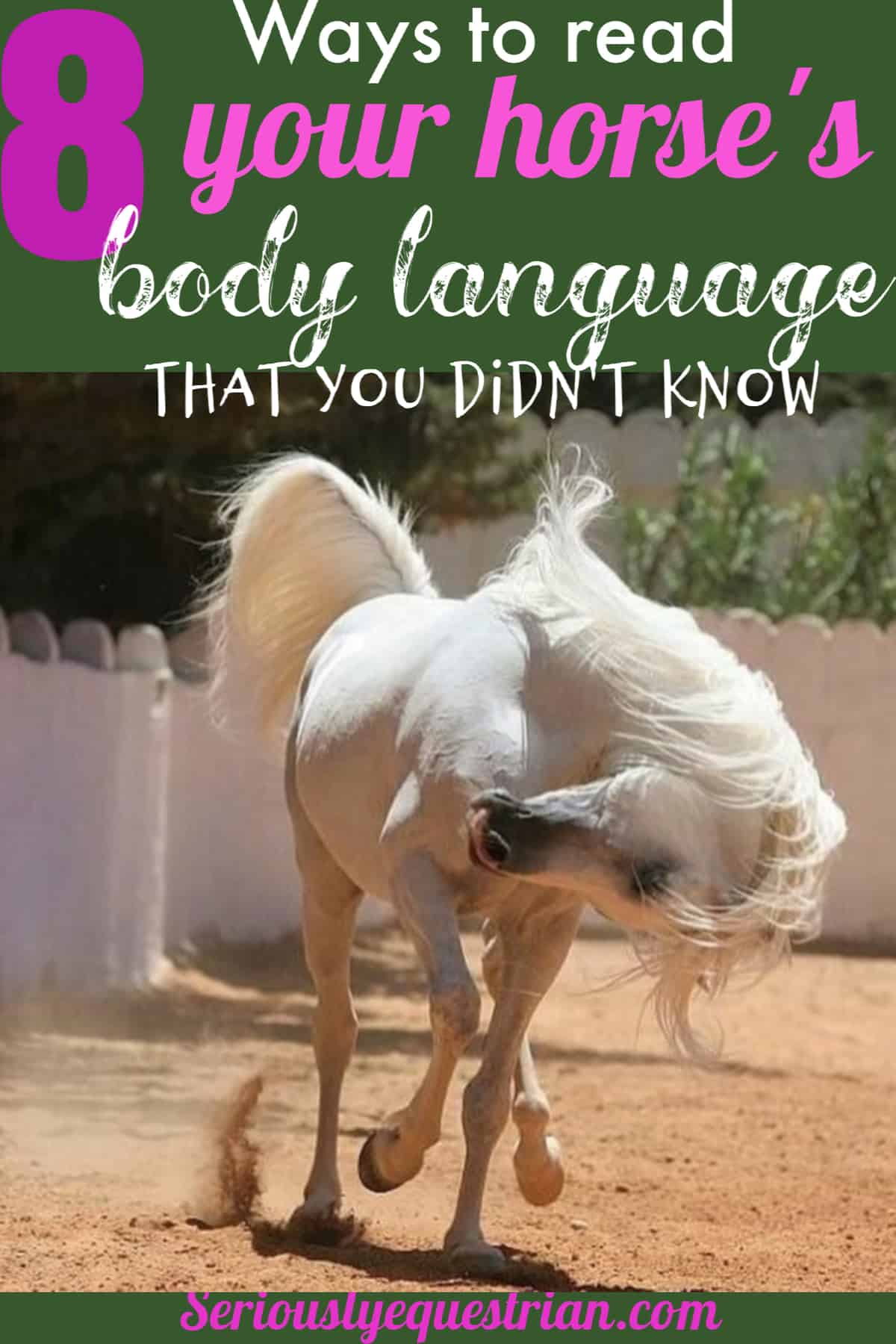 horse body language