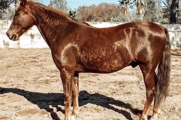 Tennessee walking horse – 7 facts you may not know