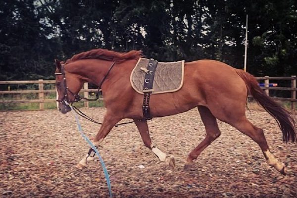 5 reasons to regularly lunge your horse