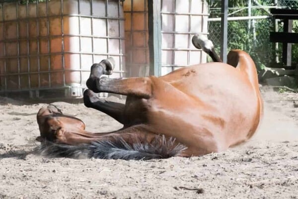 Horse Colic – Symptoms, Causes, Treatment & Prevention