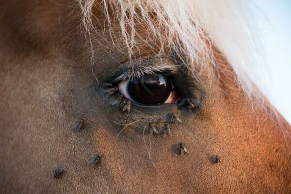 How to make homemade fly spray for your horse