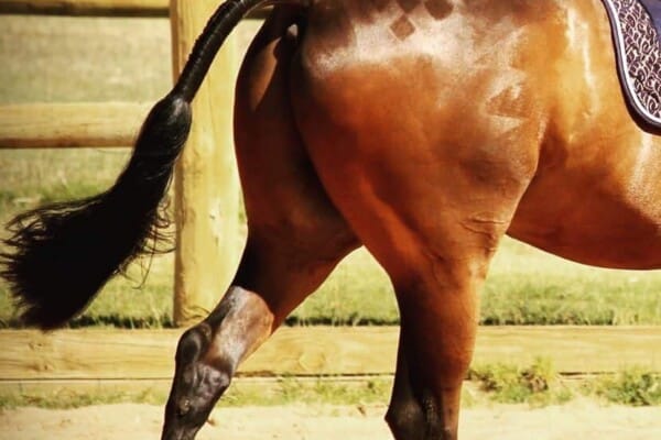 Horse Tail Grooming