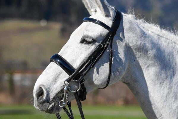 How to help horses that are difficult to bridle