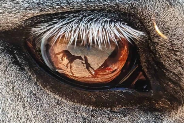 6 Facts about Horse Vision that you didn’t Know