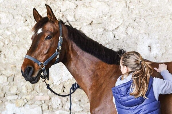 The Benefits of Equine Massage Therapy