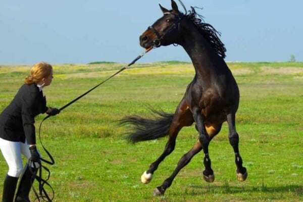 horse-acting-up-on-longe-line-1280×640
