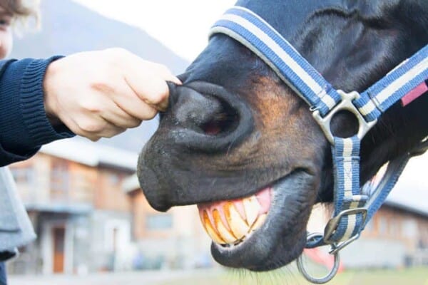 7 Ways to Stop your Horse Biting