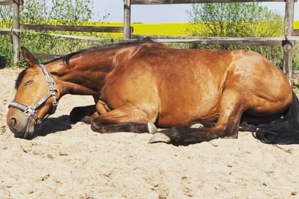 How Horses Sleep – Equine Sleep Behavior interesting Facts