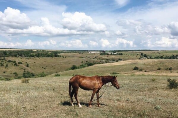 16 Tips for Keeping a Horse Alone