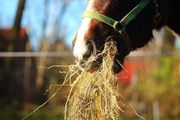 8 tips for Stopping a Horse Eating too Fast