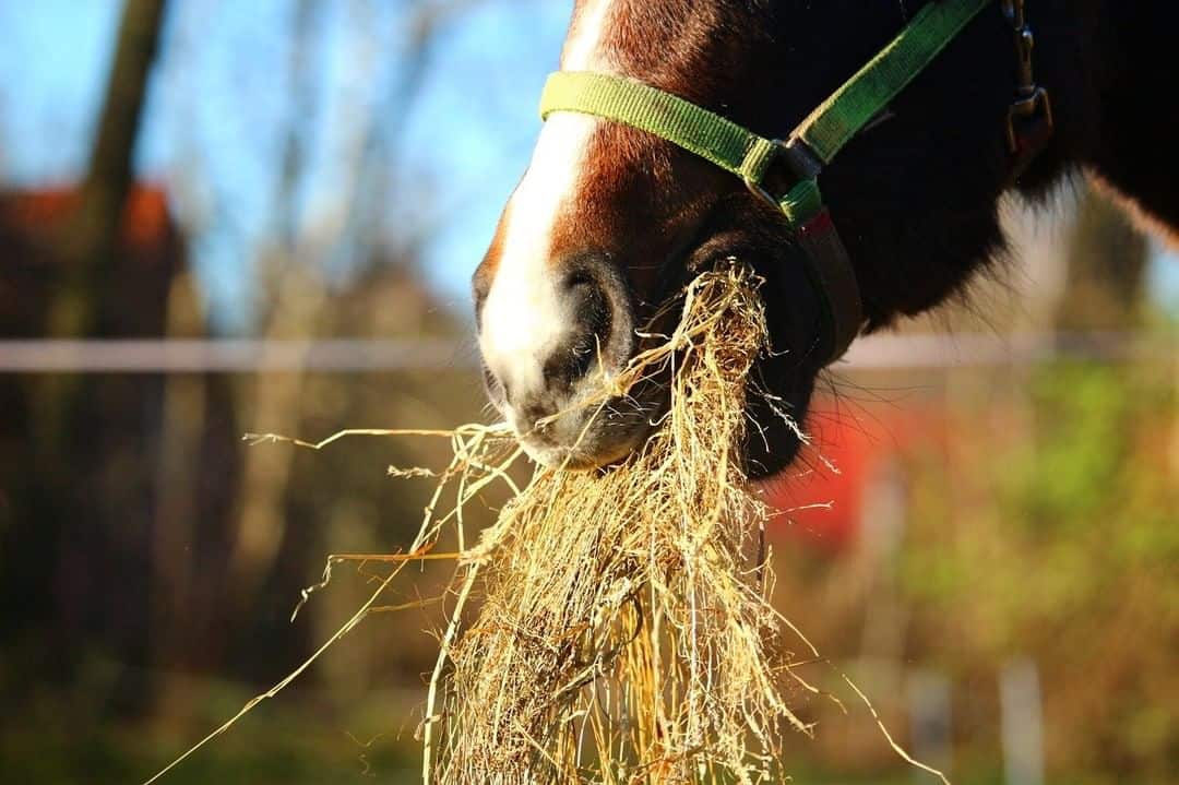 Stop horse eating too fast
