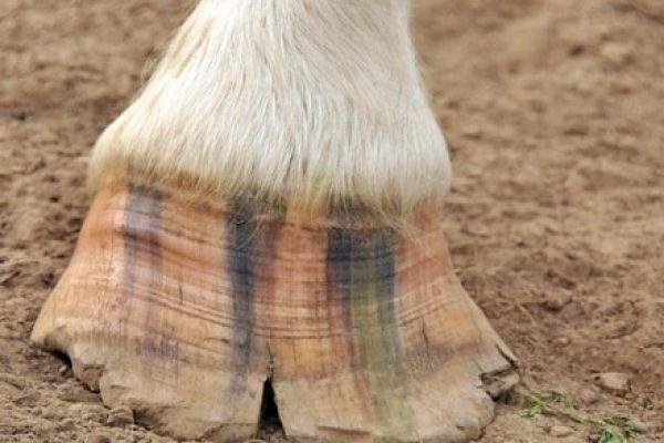 6 Tips to Avoid your Horses Hooves Cracking