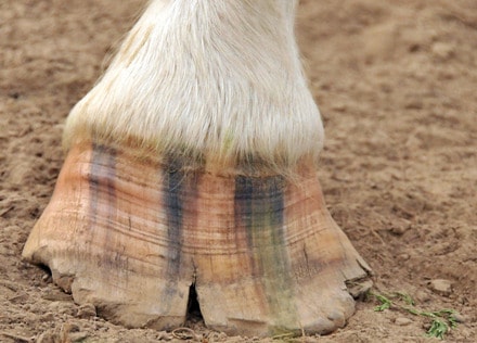 Cracked hooves