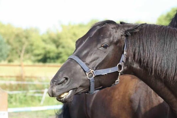 15 Telltale Signs of Stress in Horse