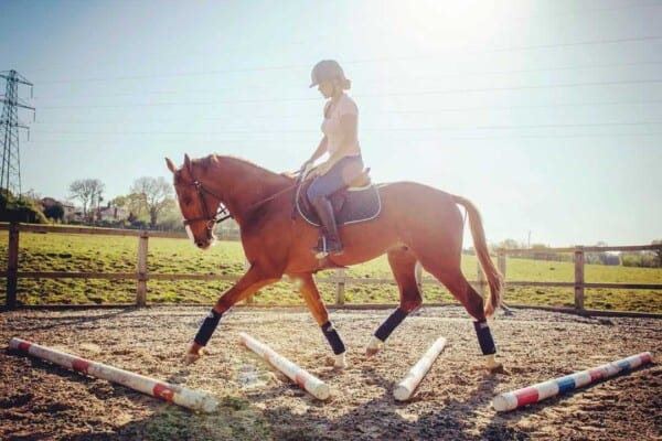 6 Ways to Mentally Stimulate your Horse