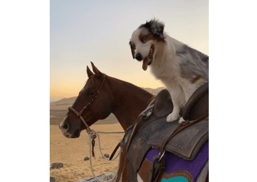 Horse Companion