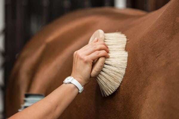 Horse Grooming tricky