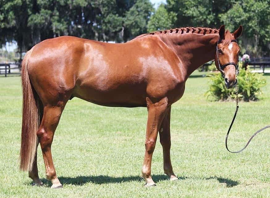 Dutch Warmblood Colors