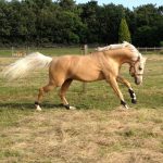 Beautiful Palomino horse