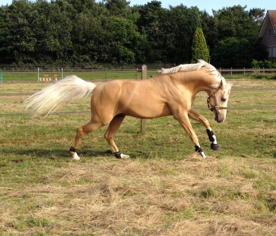 Beautiful Palomino horse