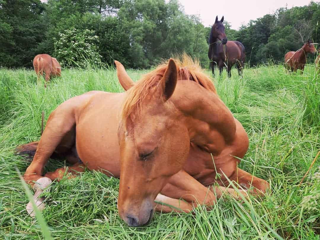 Horse Lying Down2