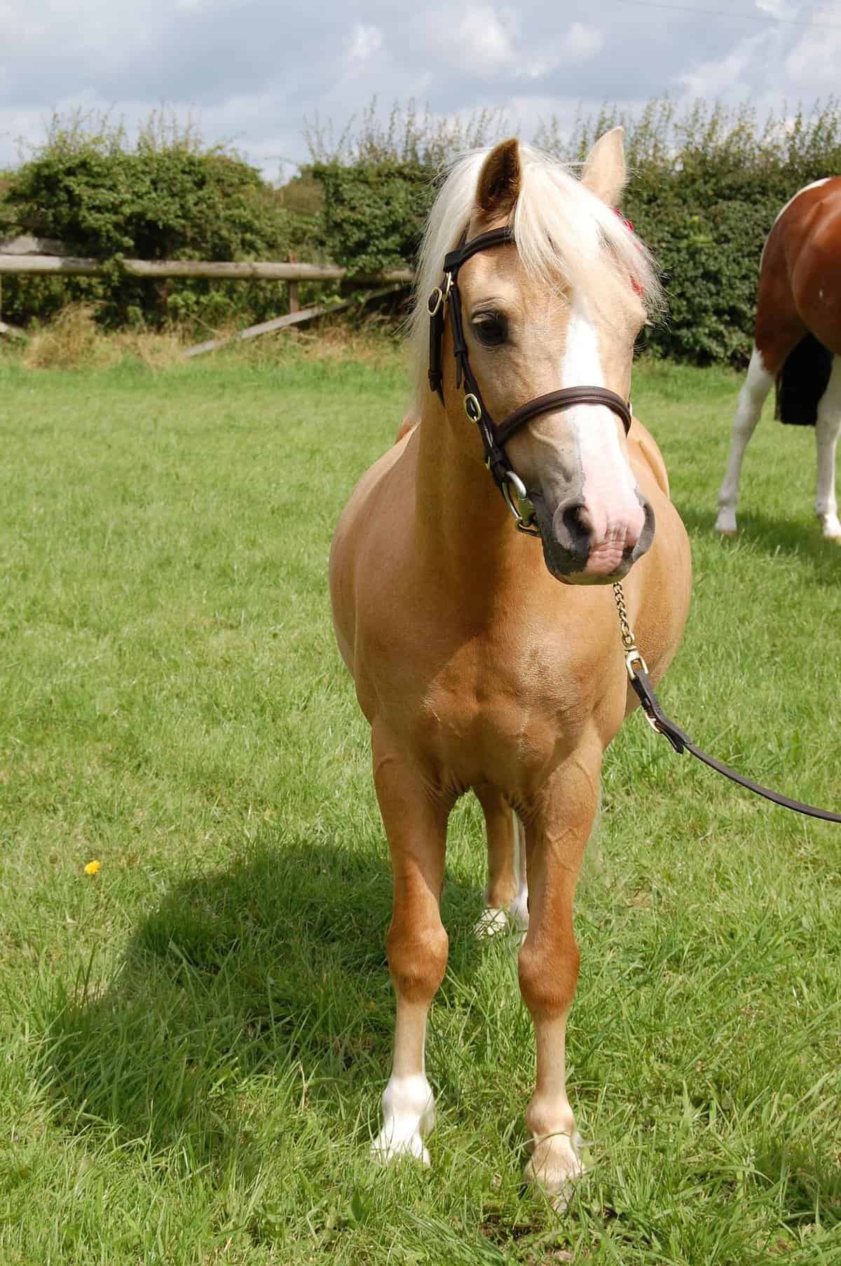 Palomino Foal