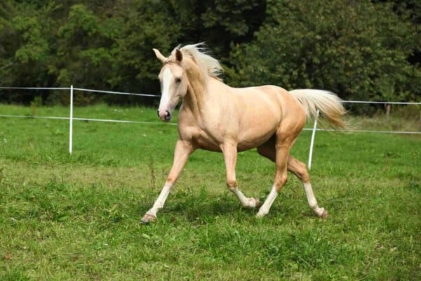 Palomino Horses: History, Fun Facts, Photos and Care
