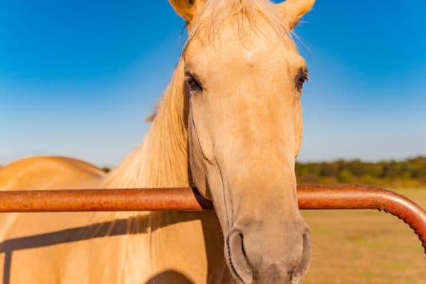 Palomino Horse Close-up