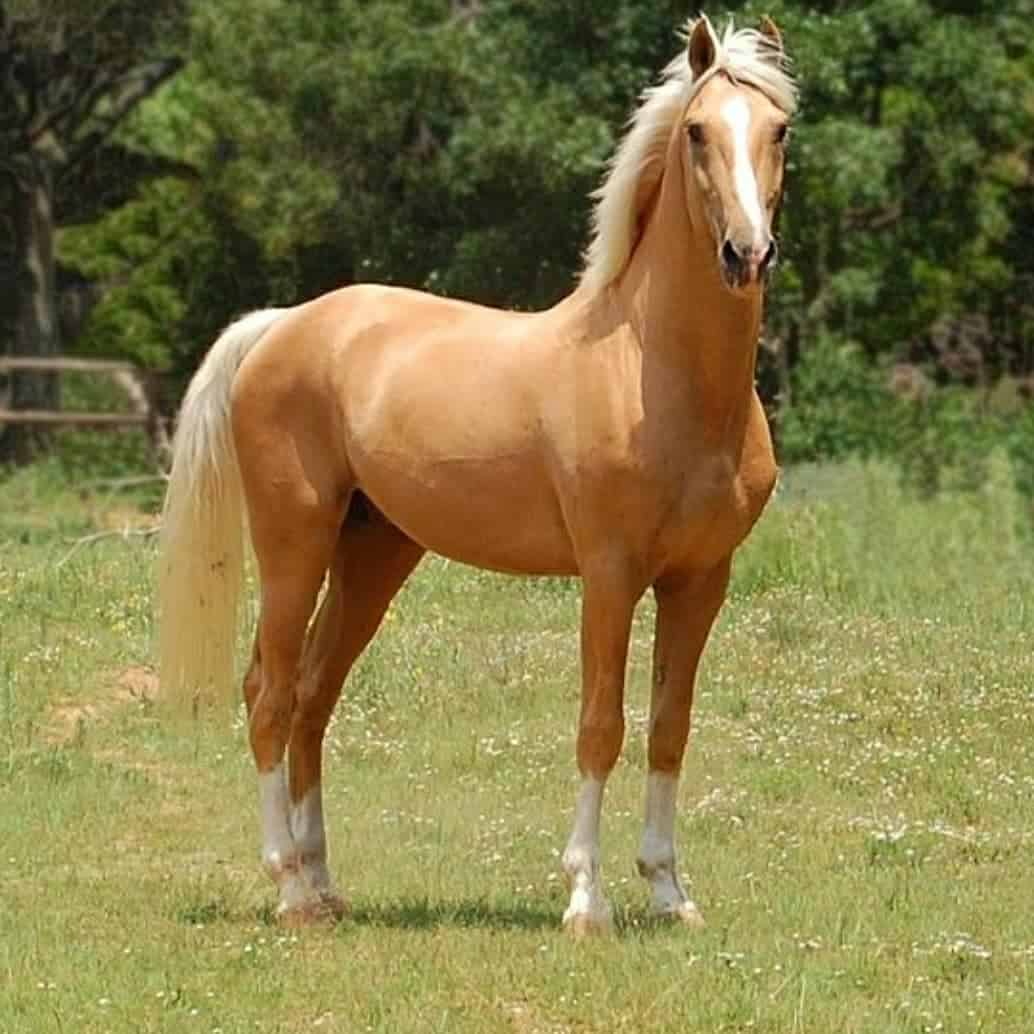 Palomino Horse Look