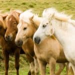 Palomino Horses Colors