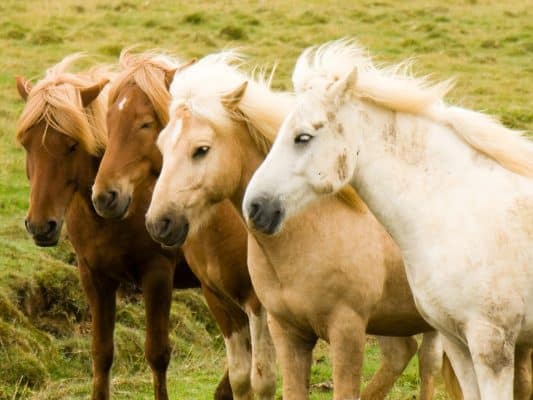 Palomino Horses Colors