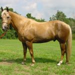 Palomino Horses Life Expectancy