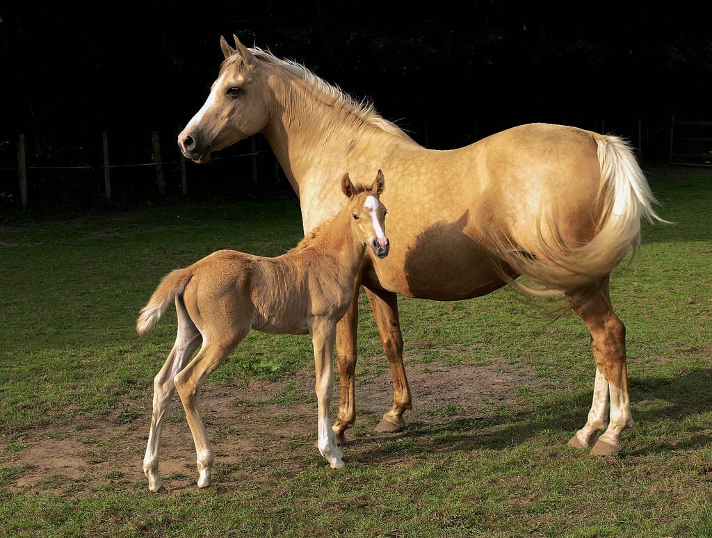 Palomino Mare with a Foal