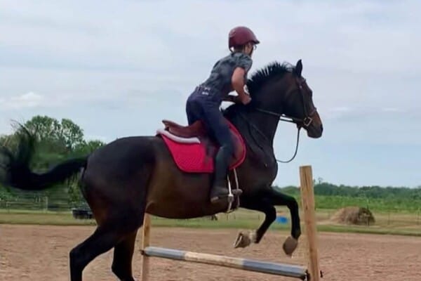 19 simple tips for horse jumping beginners