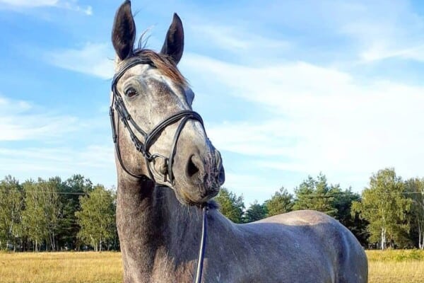 25 Stunning Names for Your Gray Mare