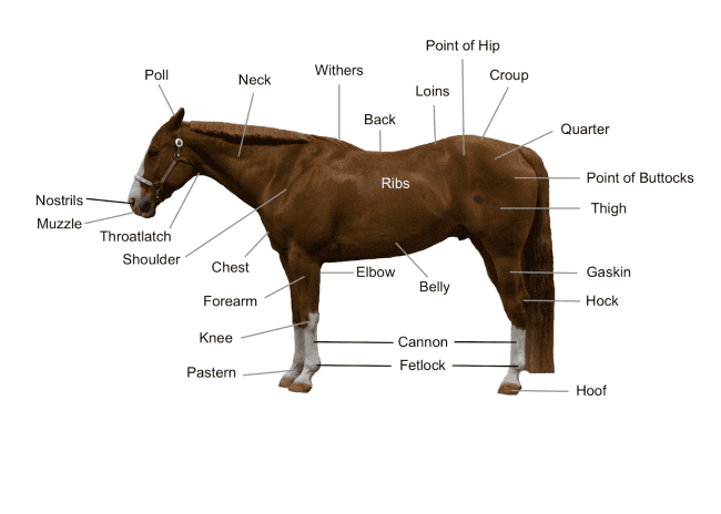 Horse Diagram