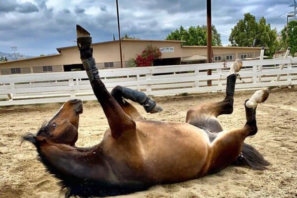 Horse Rolling
