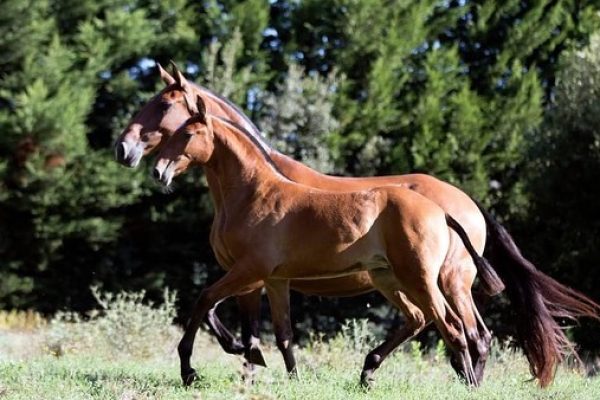 The Lusitano – Ancient & Majestic Portuguese Horse