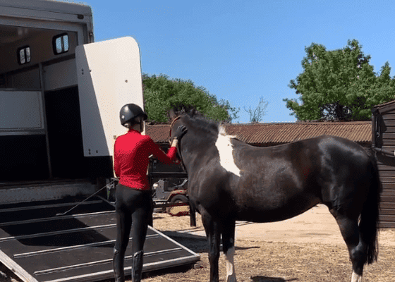 Tips for Loading a Difficult to Load Horse