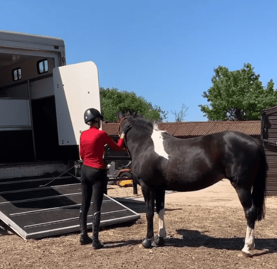 Tips for Loading a Difficult to Load Horse