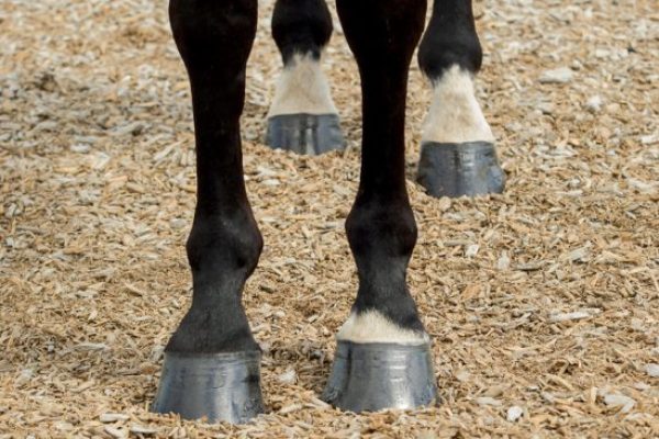 Degloved Horse Hoof – Causes, Treatment, & Prevention