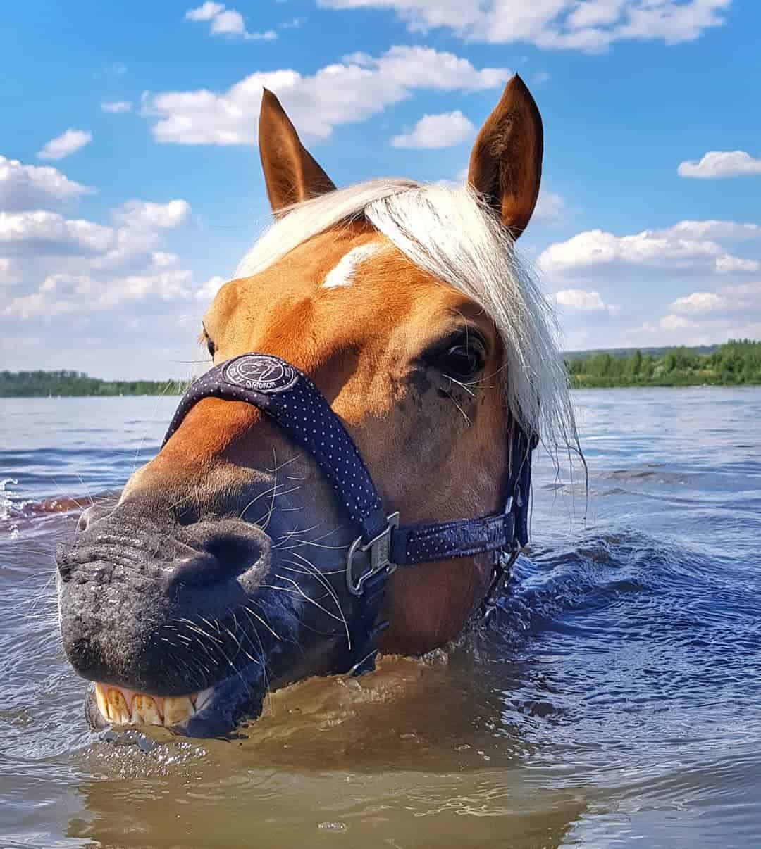 Horse Swimming