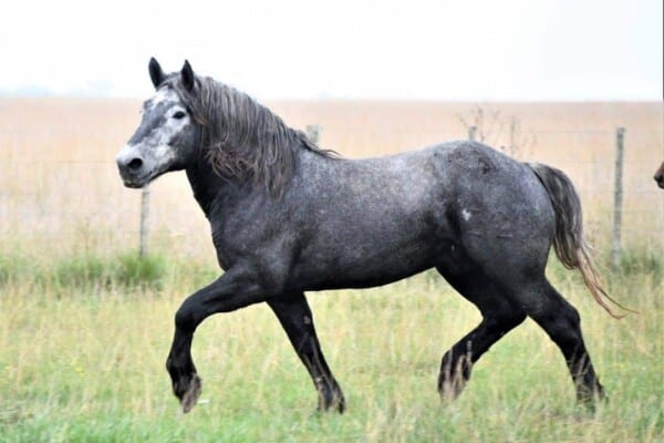 Percheron Draft Horse