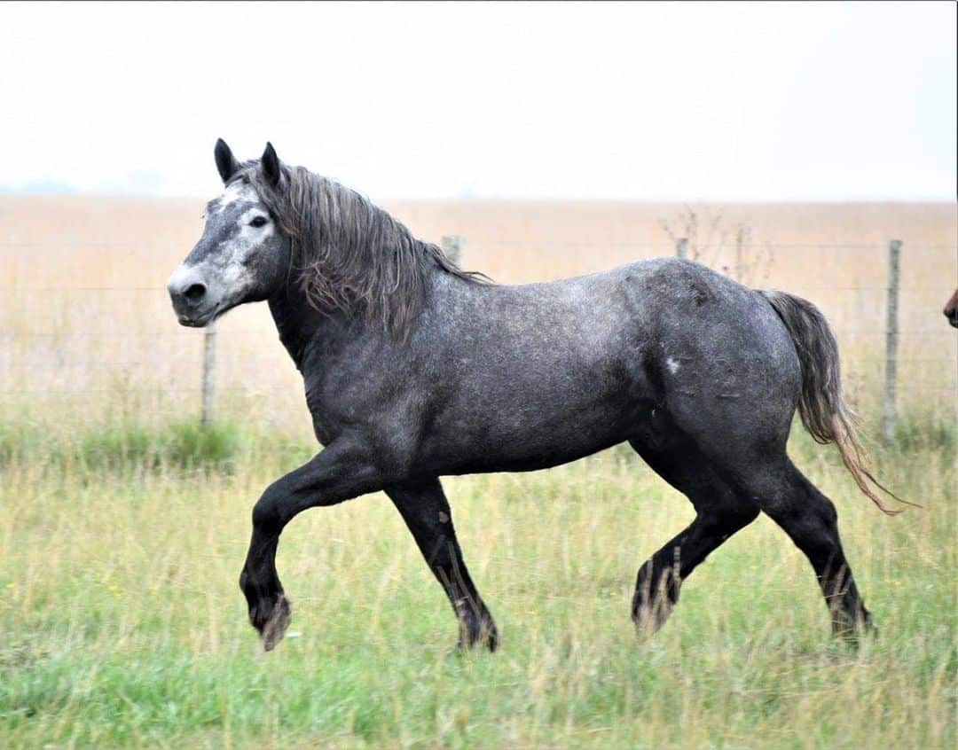 Percheron Draft Horse